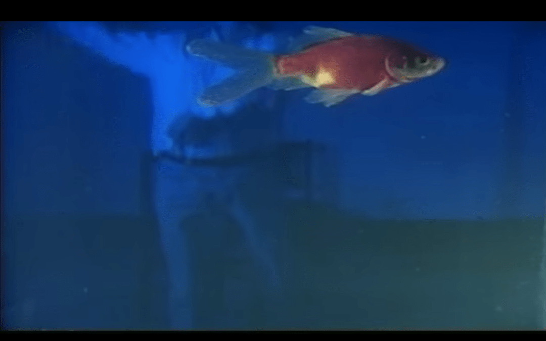 L’ATTENTE (1996)